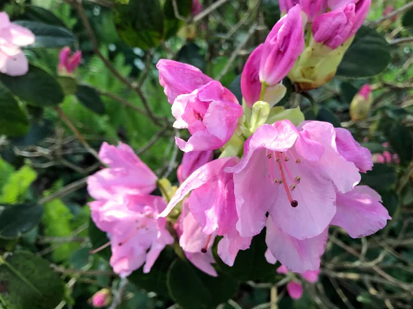 Azalée Fleurs Rhododendron Dans Parc Ville Sous Été — Photo