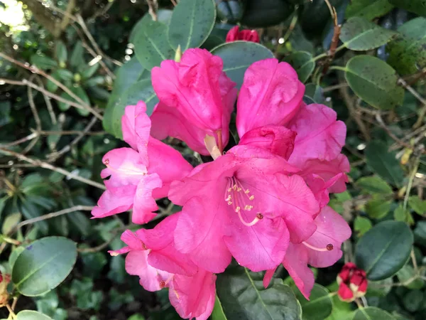 Azalée Fleurs Rhododendron Dans Parc Ville Sous Été — Photo