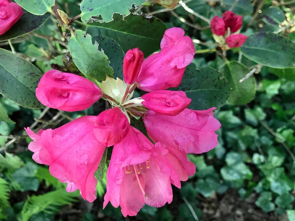 Azalea Flores Rododendro Parque Ciudad Durante Verano — Foto de Stock