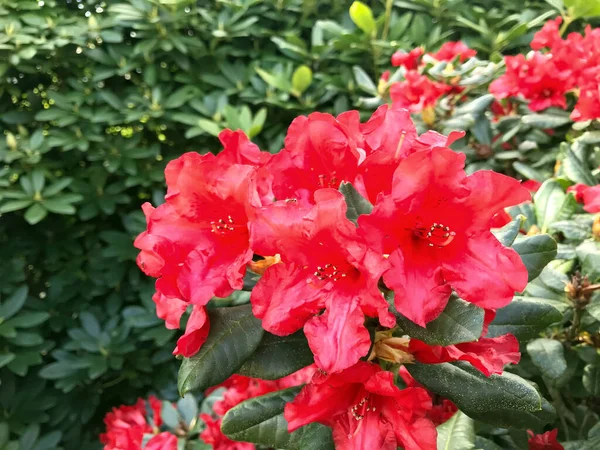 Azalée Fleurs Rhododendron Dans Parc Ville Sous Été — Photo