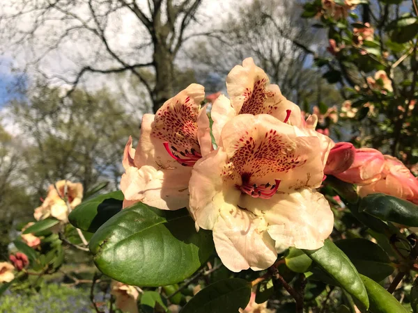 Azalea Fiori Rododendro Nel Parco Cittadino Durante Estate — Foto Stock