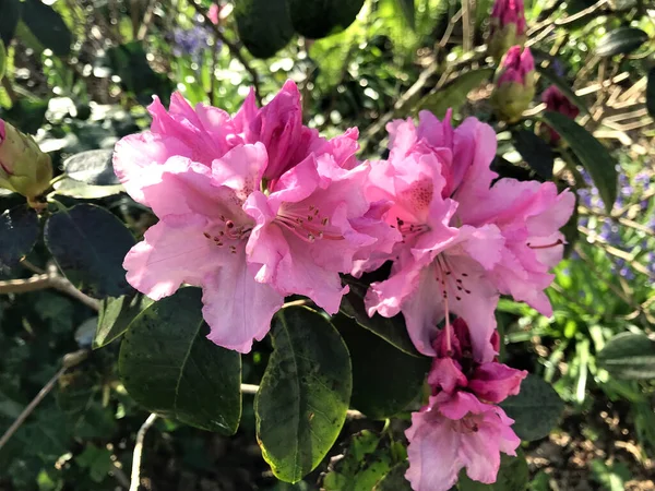 Azalée Fleurs Rhododendron Dans Parc Ville Sous Été — Photo