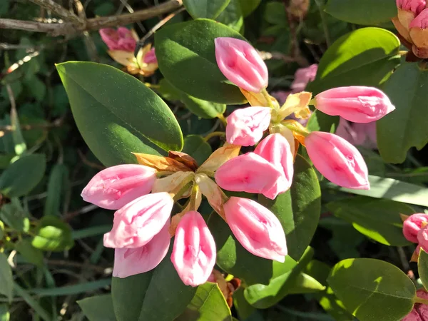 Azalée Fleurs Rhododendron Dans Parc Ville Sous Été — Photo