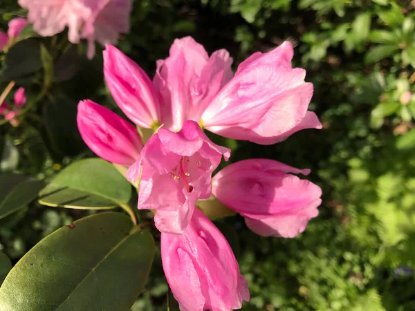 Azalea Kwiaty Rododendronu Parku Miejskim Pod Koniec Lata — Zdjęcie stockowe