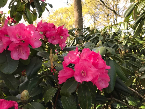 Azalea Fiori Rododendro Nel Parco Cittadino Durante Estate — Foto Stock