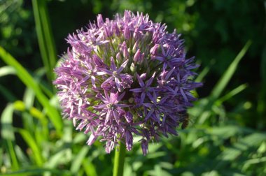 Azalea - rhododendron çiçekleri yazın altında şehir parkında
