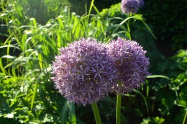 Azalea - rhododendron çiçekleri yazın altında şehir parkında