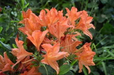 Azalea - rhododendron çiçekleri yazın altında şehir parkında