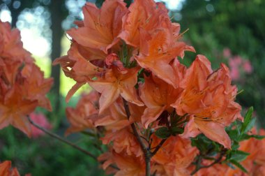 Azalea - rhododendron çiçekleri yazın altında şehir parkında