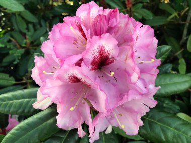 Azalea - rhododendron çiçekleri yazın altında şehir parkında