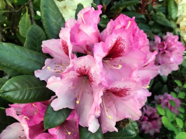 Azalea - rhododendron çiçekleri yazın altında şehir parkında