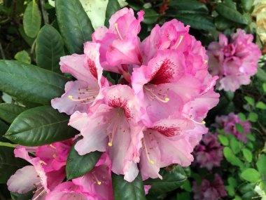 Azalea - rhododendron çiçekleri yazın altında şehir parkında