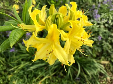 Azalea - rhododendron çiçekleri yazın altında şehir parkında