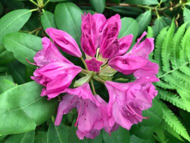 Azalea - rhododendron çiçekleri yazın altında şehir parkında