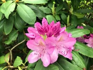 Azalea - rhododendron çiçekleri yazın altında şehir parkında