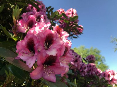 Azalea - rhododendron çiçekleri yazın altında şehir parkında