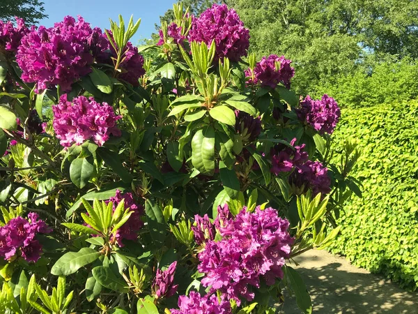 Azalea Rhododendron Blommor Stadsparken Sommaren — Stockfoto