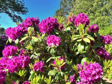 Azalea - rhododendron çiçekleri yazın altında şehir parkında