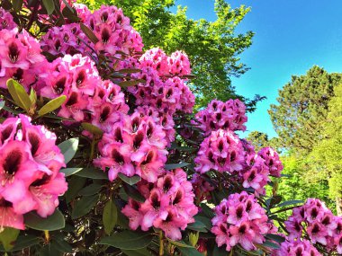 Azalea - rhododendron çiçekleri yazın altında şehir parkında