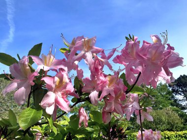 Azalea - rhododendron çiçekleri yazın altında şehir parkında