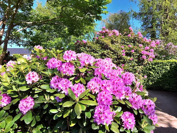 Azalea Rhododendron Blommor Stadsparken Sommaren — Stockfoto