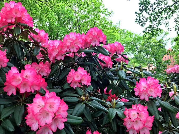 Azalea Rhododendron Flowers City Park Summer — Stock Photo, Image