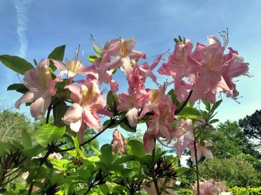Azalea - rhododendron çiçekleri yazın altında şehir parkında