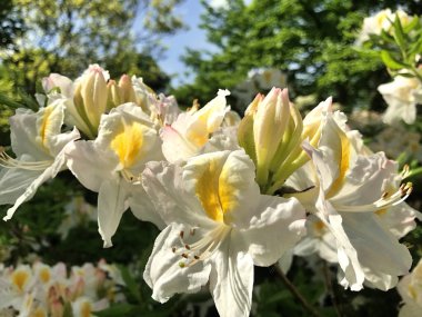 Azalea - rhododendron çiçekleri yazın altında şehir parkında