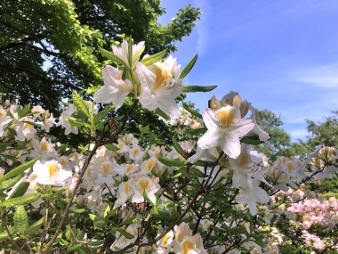 Azalea - rhododendron çiçekleri yazın altında şehir parkında