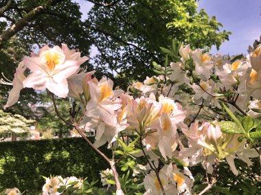 Azalea - rhododendron çiçekleri yazın altında şehir parkında