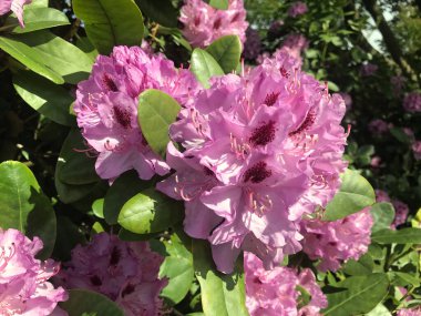 Azalea - rhododendron çiçekleri yazın altında şehir parkında