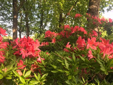 Azalea - rhododendron çiçekleri yazın altında şehir parkında