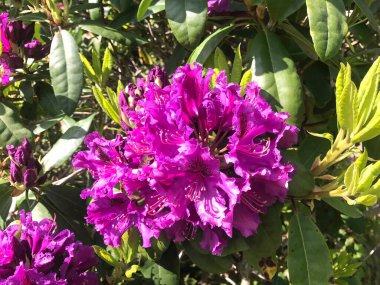 Azalea - rhododendron çiçekleri yazın altında şehir parkında