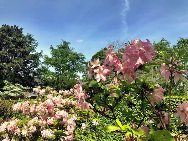 Azalea Rhododendron Flowers City Park Summer — Stock Photo, Image