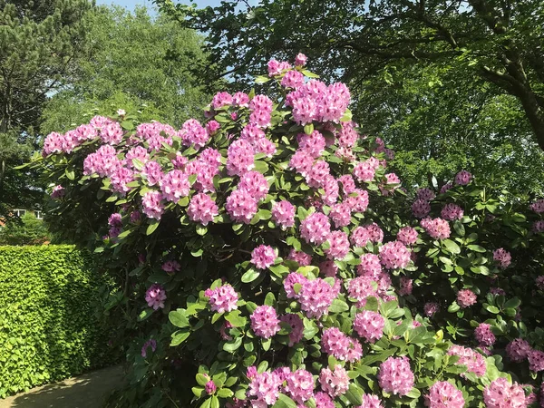 Azalea Rhododendron Blommor Stadsparken Sommaren — Stockfoto
