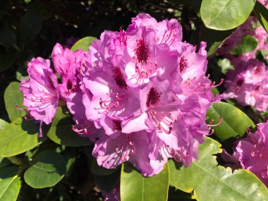 Azalea - rhododendron çiçekleri yazın altında şehir parkında