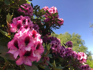 Azalea - rhododendron çiçekleri yazın altında şehir parkında