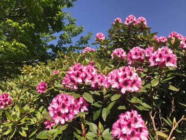 Azalea - rhododendron çiçekleri yazın altında şehir parkında