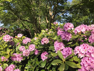 Azalea - rhododendron çiçekleri yazın altında şehir parkında