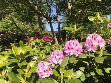 Azalea - rhododendron çiçekleri yazın altında şehir parkında