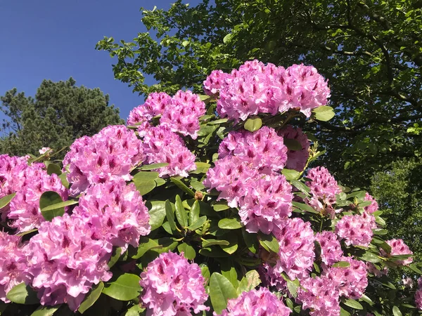 Azalea Rhododendron Flowers City Park Summer — Stock Photo, Image