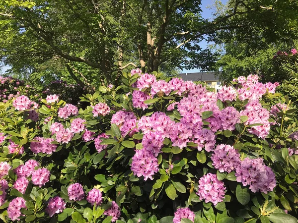 Azalea Rhododendron Blommor Stadsparken Sommaren — Stockfoto