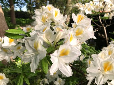 Azalea - rhododendron çiçekleri yazın altında şehir parkında
