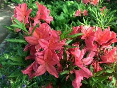 Azalea - rhododendron çiçekleri yazın altında şehir parkında