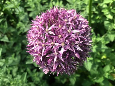 Azalea rhododendron çiçekleri yaz altında şehir parkında