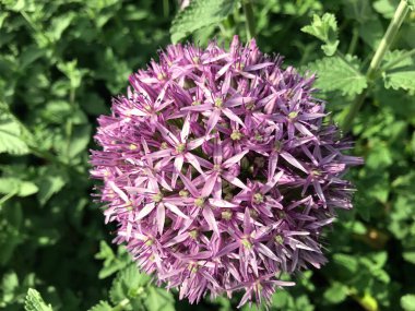 Azalea rhododendron çiçekleri yaz altında şehir parkında