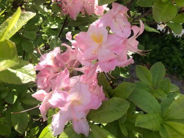 Azalea rhododendron çiçekleri yaz altında şehir parkında