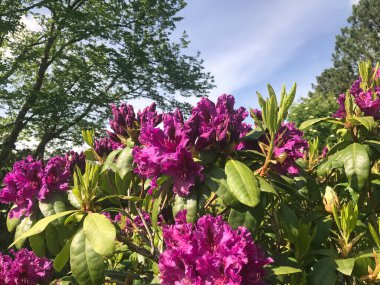 Azalea rhododendron çiçekleri yaz altında şehir parkında