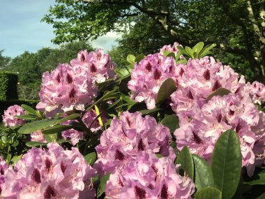 Azalea rhododendron çiçekleri yaz altında şehir parkında