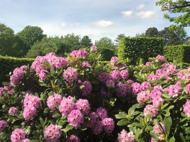 Azalea rhododendron çiçekleri yaz altında şehir parkında